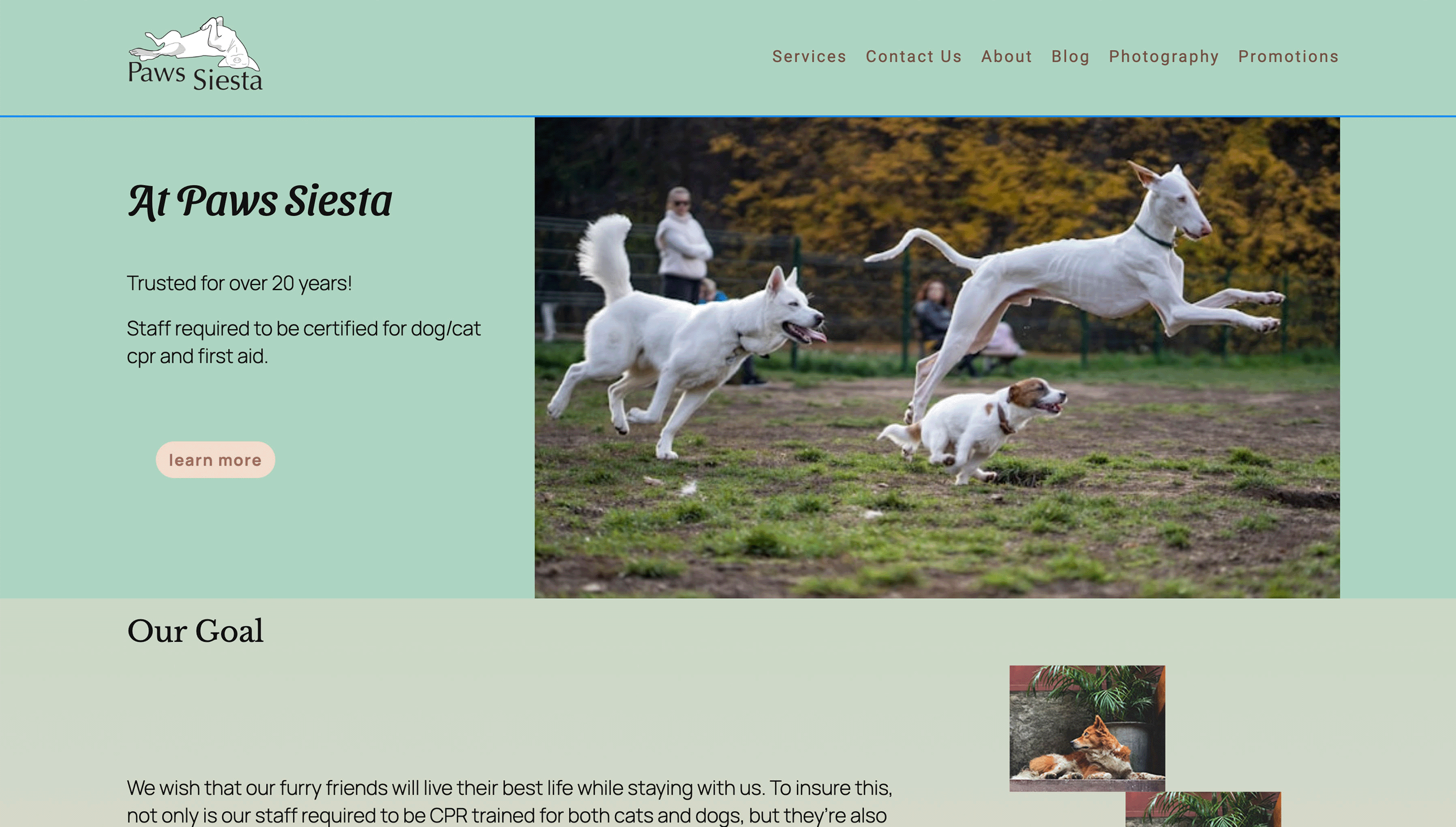 paws siesta home page screen shot